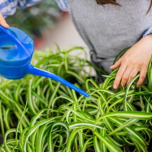 Spider Plant Watering
