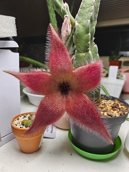 Best Stapelia Varieties 1