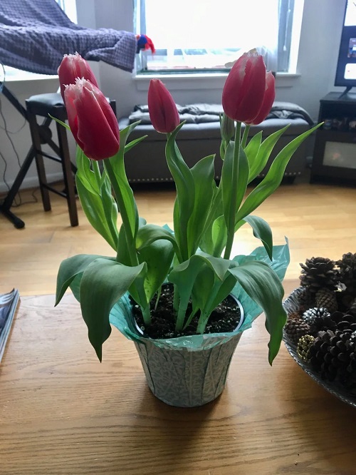 Best European Houseplants 2