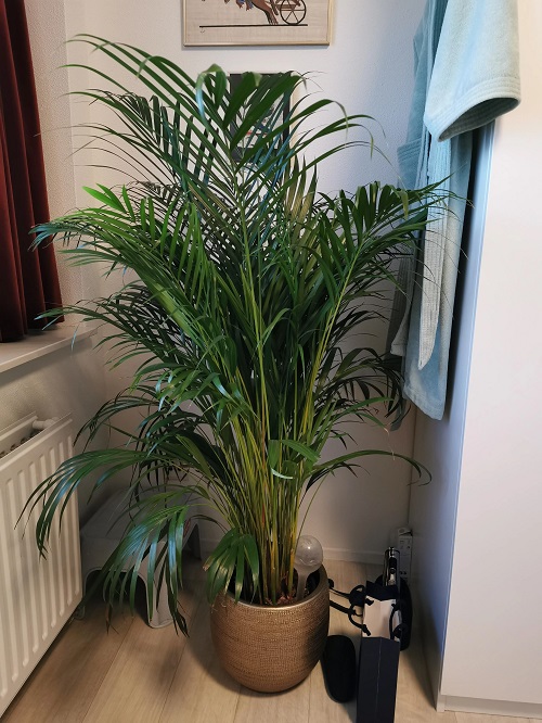 Humidifies Indoor Air