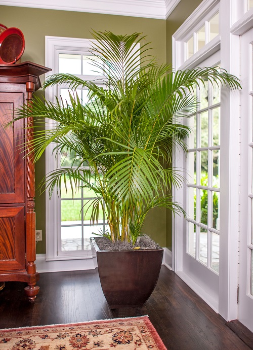 Potent Indoor Palm Benefits Proven in Studies 1