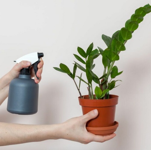 spray fertilizer on ZZ plant 