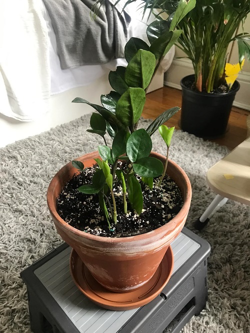 ZZ Plant Pups