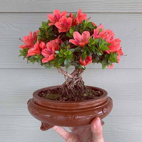 Flowering Bonsai Trees Indoor 5
