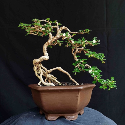 Trending Flowering Bonsai Trees Indoor 3 