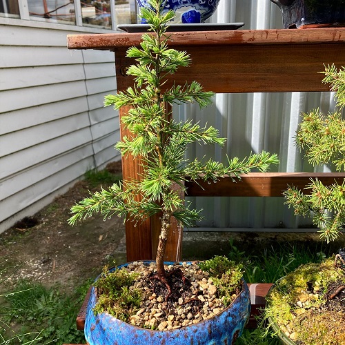 Trending Bonsai Plants for Your Garden 2