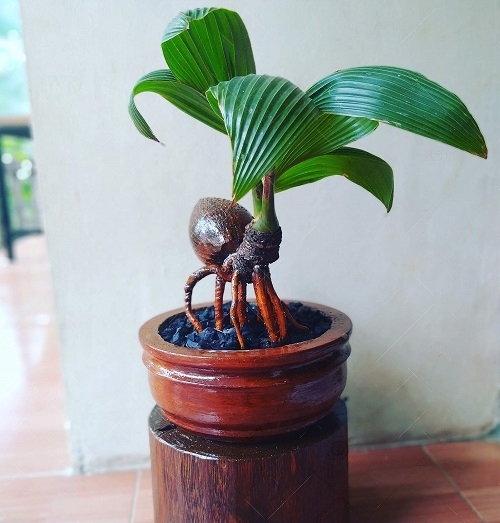 Best Coconut Bonsai Tree Pictures 1
