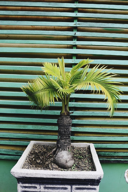 Stunning Coconut Bonsai Tree Pictures 5