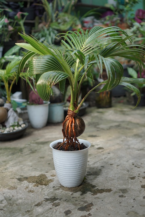 Inspiring Coconut Bonsai Tree Pictures 1