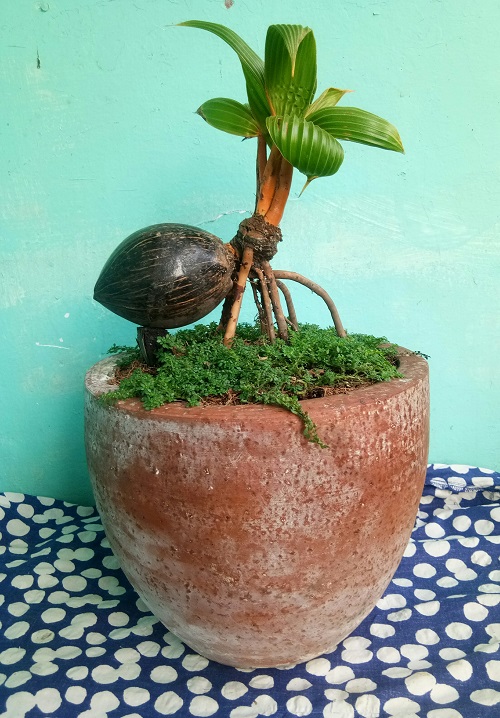 Inspiring Coconut Bonsai Tree Pictures 2