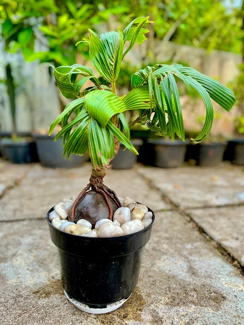 Inspiring Coconut Bonsai Tree Pictures 3