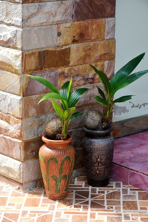 Inspiring Coconut Bonsai Tree Pictures 4