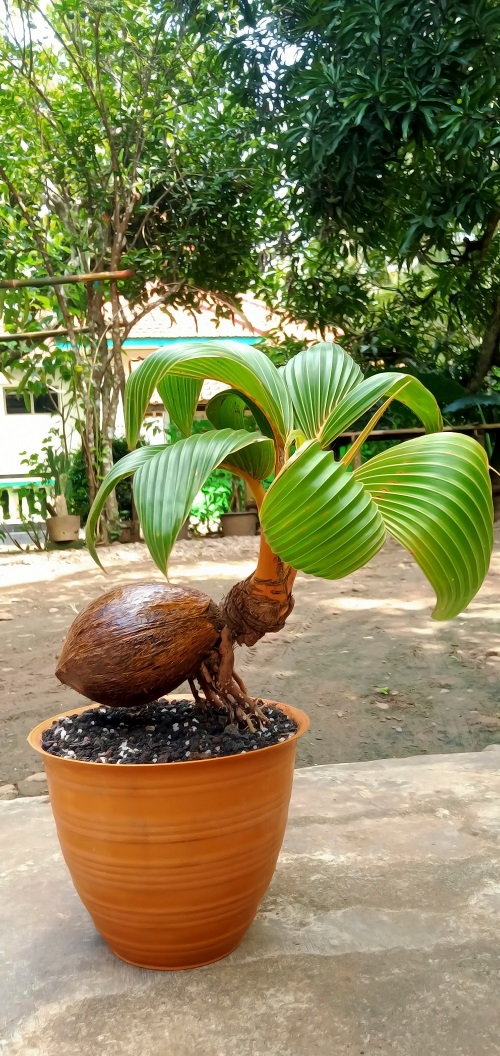 Inspiring Coconut Bonsai Tree Pictures 5