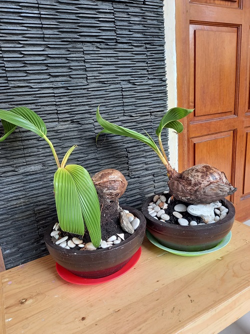 Top Coconut Bonsai Tree Pictures 1