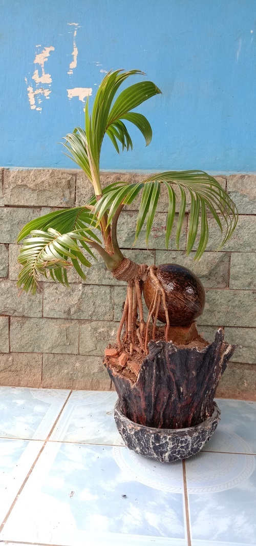 Top Coconut Bonsai Tree Pictures 2