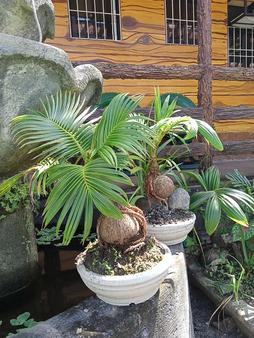 Top Coconut Bonsai Tree Pictures 4