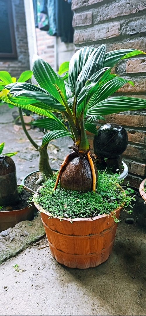 Best Coconut Bonsai Tree Pictures 2