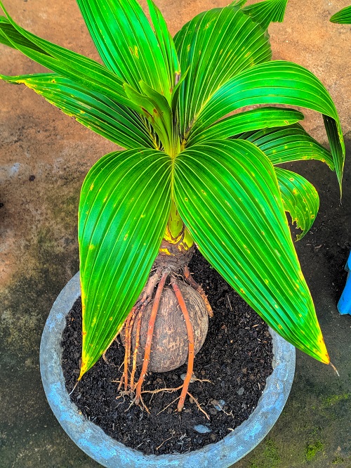 Top Coconut Bonsai Tree Pictures 5