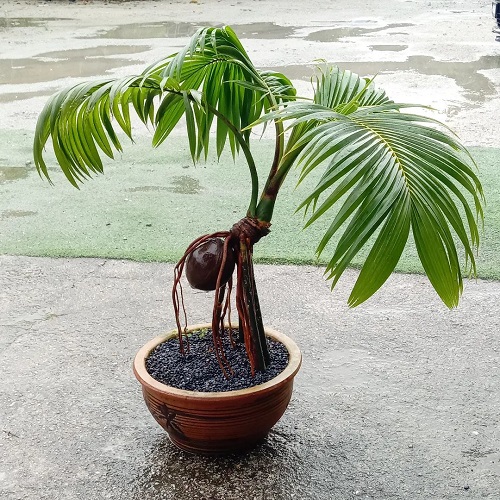 New Coconut Bonsai Tree Pictures 1
