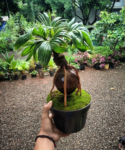 New Coconut Bonsai Tree Pictures 2