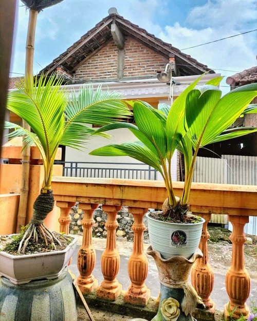 New Coconut Bonsai Tree Pictures 3