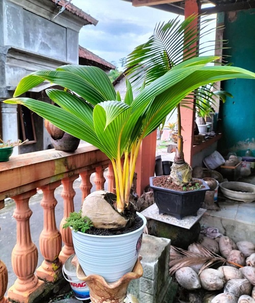 New Coconut Bonsai Tree Pictures 4