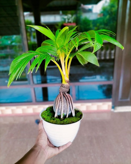 New Coconut Bonsai Tree Pictures 5