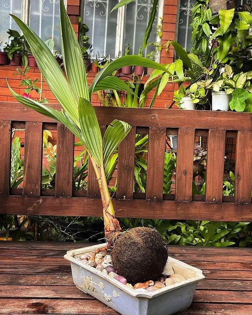 Trending Coconut Bonsai Tree Pictures 1