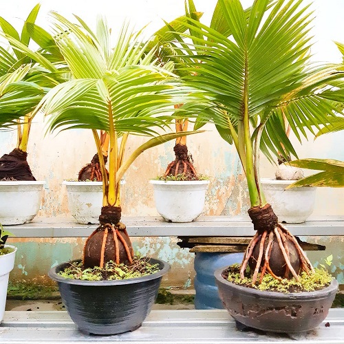 Trending Coconut Bonsai Tree Pictures 2