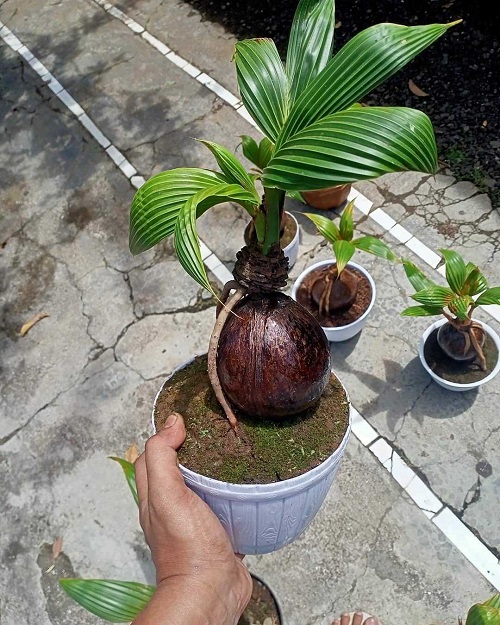 Best Coconut Bonsai Tree Pictures 3