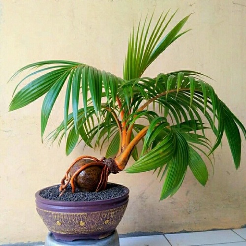 Best Coconut Bonsai Tree Pictures 4