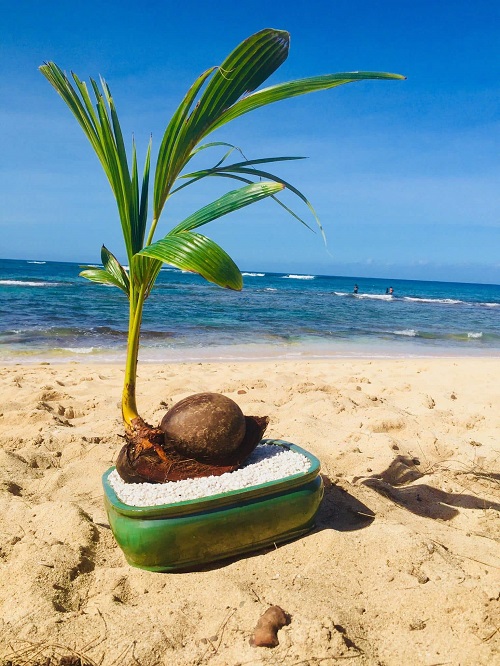Stunning Coconut Bonsai Tree Pictures 1