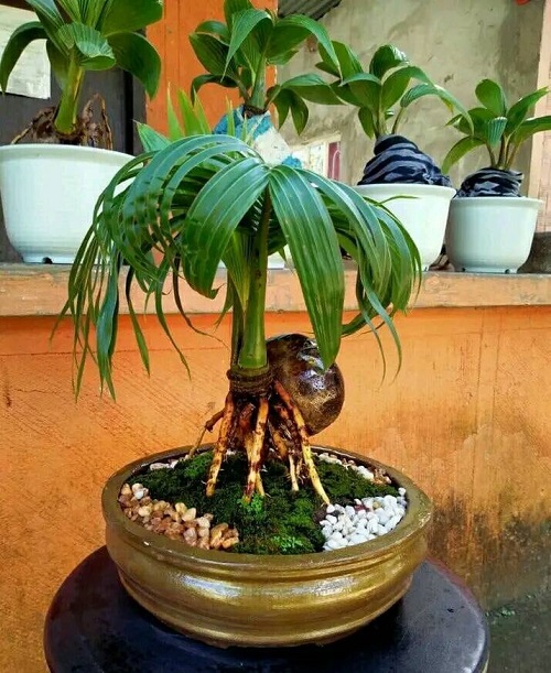 Stunning Coconut Bonsai Tree Pictures 2