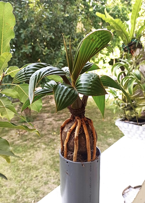 Stunning Coconut Bonsai Tree Pictures 3