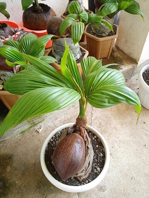 Stunning Coconut Bonsai Tree Pictures 4