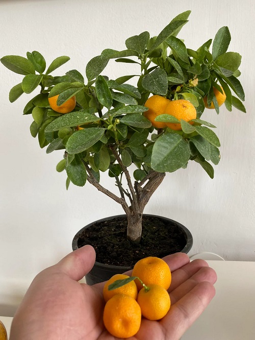Creating an Orange Bonsai Tree
