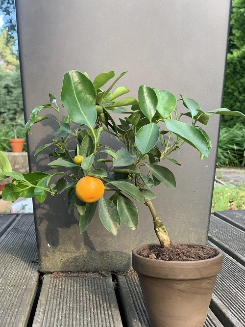 Growing Bonsai Orange Tree indoor 2