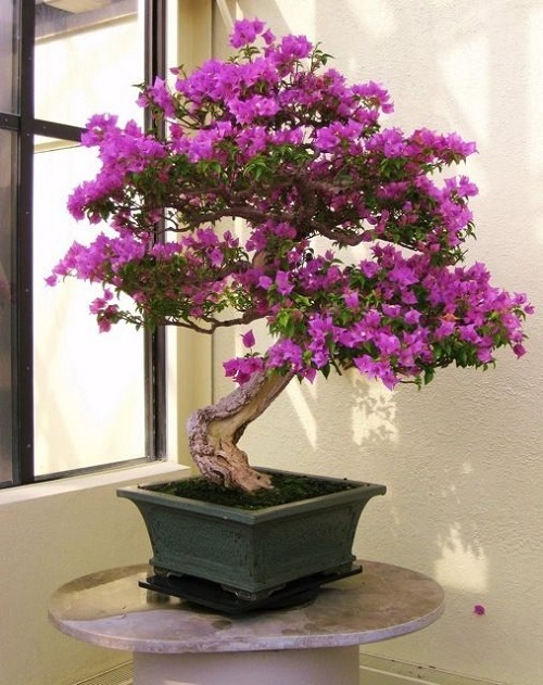 Flowering Bonsai Trees Indoor 2