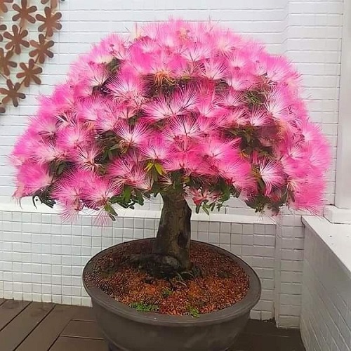 Trending Flowering Bonsai Trees Indoor 5