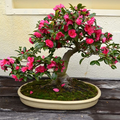 New Flowering Bonsai Trees Indoor 2