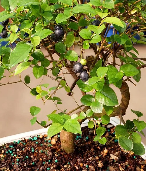 Chinese Sweet Plum Bonsai Trees