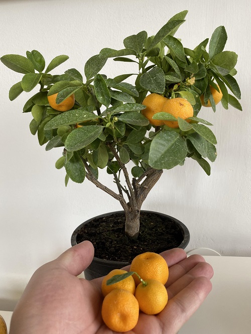 Bonsai Fruit Trees You Can Grow Easily at Home 2