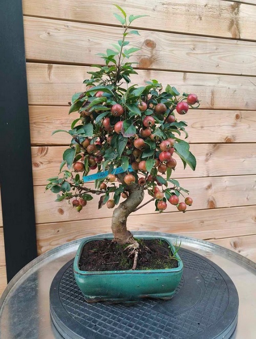 Crabapple Bonsai Tree