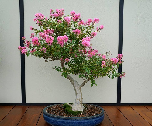 Flowering Bonsai Trees Indoor 1