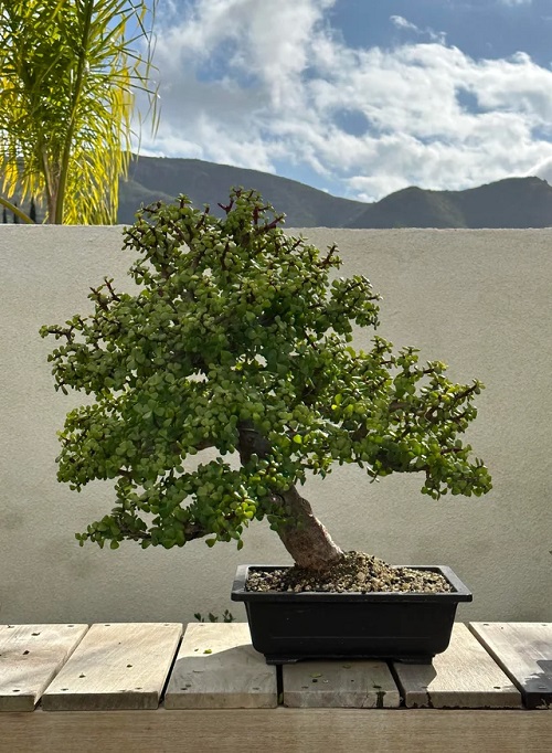 Inspiring Bonsai Plants for Your Garden 3