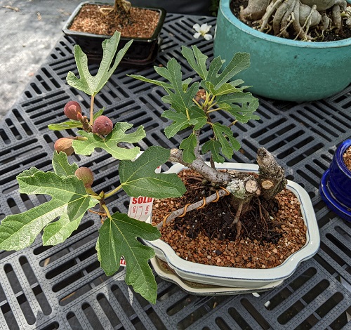 Bonsai Fruit Trees You Can Grow Easily at Home 1