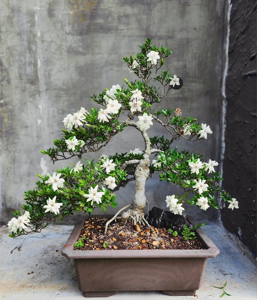 Trending Flowering Bonsai Trees Indoor 4