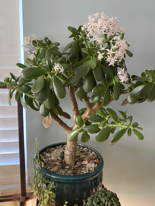 New Flowering Bonsai Trees Indoor 4