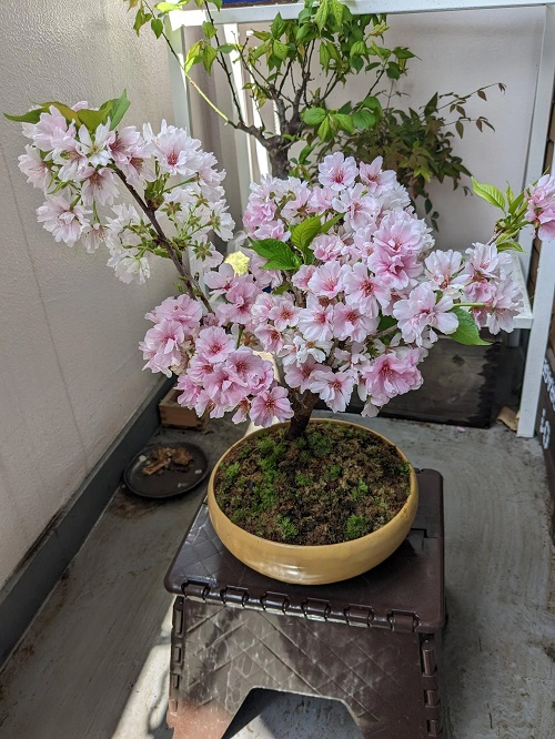 Best Bonsai Plants for Your Garden 4