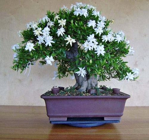Trending Flowering Bonsai Trees Indoor 2